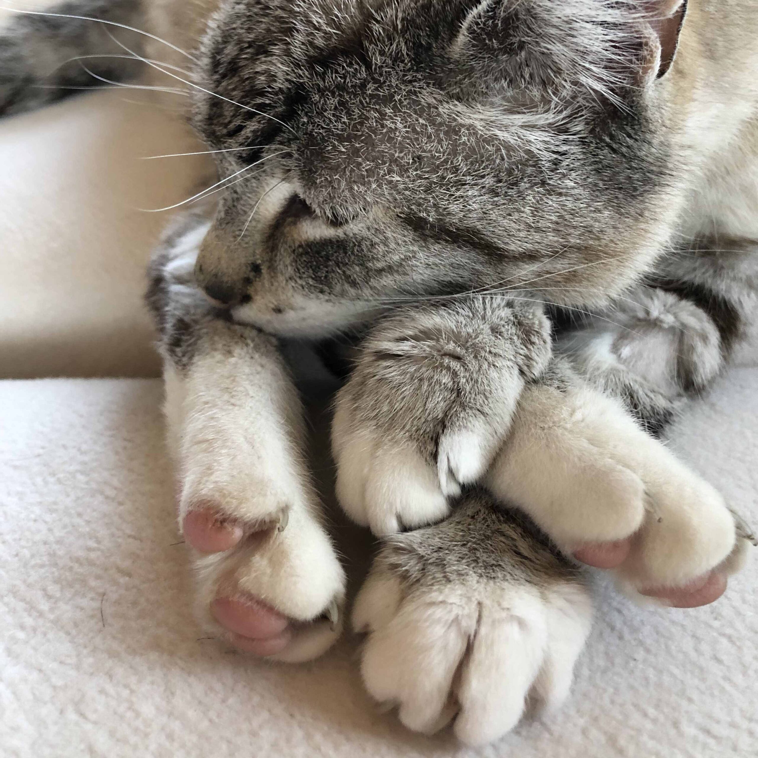 vier Pfoten einer Katze