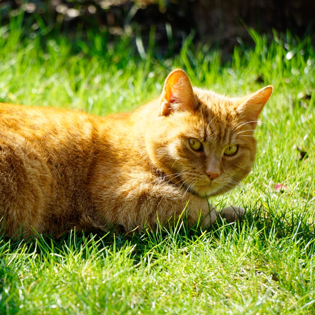 Katze in der Wiese