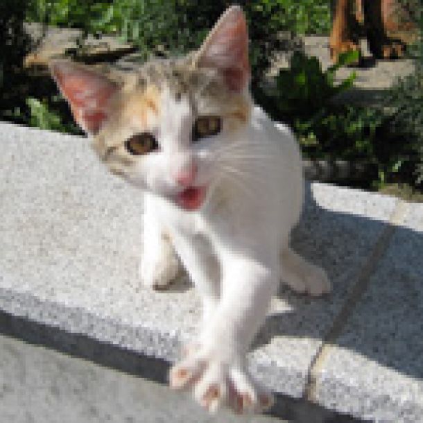 Der Bildschirm eines Laptops zeigt das Bild einer Baby-Katze.