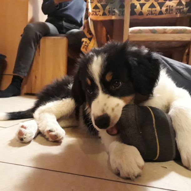 Das Bild zeigt einen jungen Hund