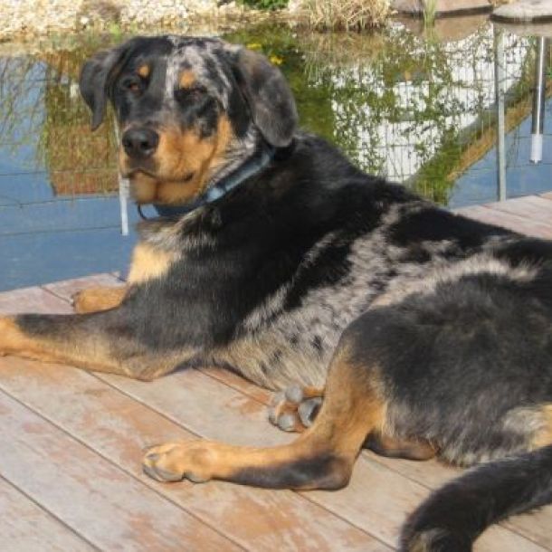 Beauceron auf der Terreasse