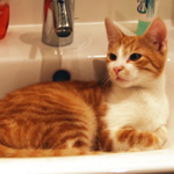 Der Bildschirm eines Laptops zeigt das Bild einer rot-wei&szlig;en Katze, die in einem Waschbecken liegt