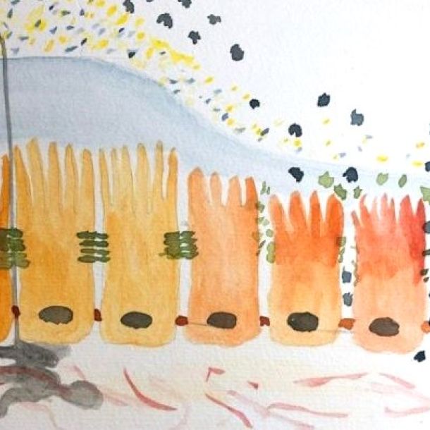 Das Bild zeigt den Darmaufbau