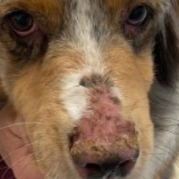 Foto der Australian Shephard-H&uuml;ndin "Heaven" vor der Behandlung.