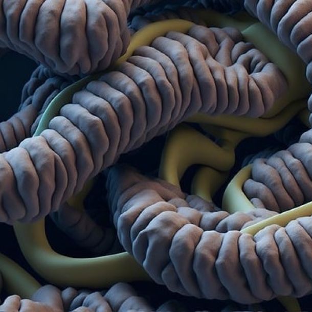 Das Bild zeigt verschiedene W&uuml;rmer