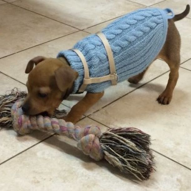 Chihuahua mit gro&szlig;em Knotenseil