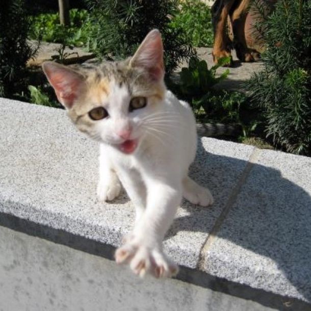 Das Bild zeigt eine Baby-Katze