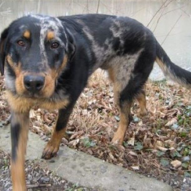 Das Bild zeigt einen Beauceron