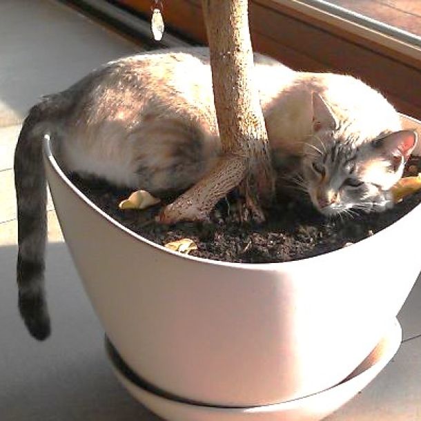 Das Bild zeigt eine Katze im Blumentopf