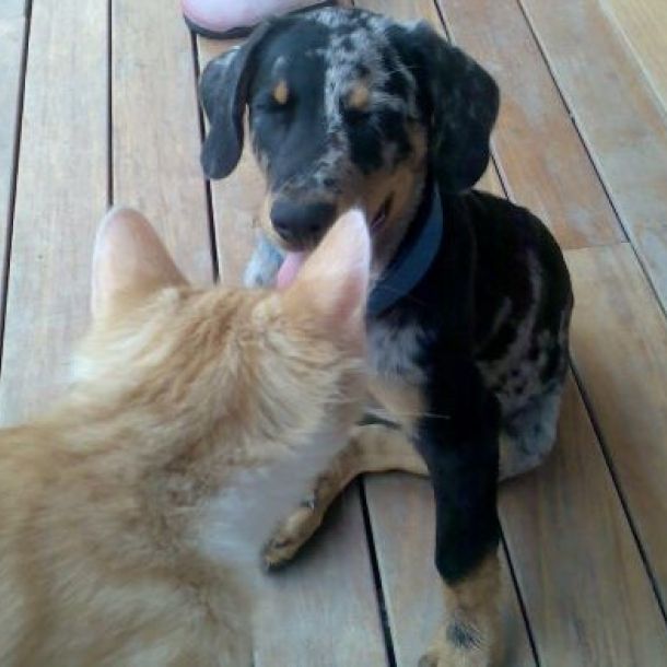 Das Bild zeigt je einen Hunde- und Katzenwelpen