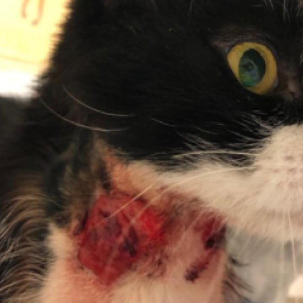 Der Bildschirm eines Laptops zeigt das Bild einer Katze mit gro&szlig;en blutigen Wunden am Hals