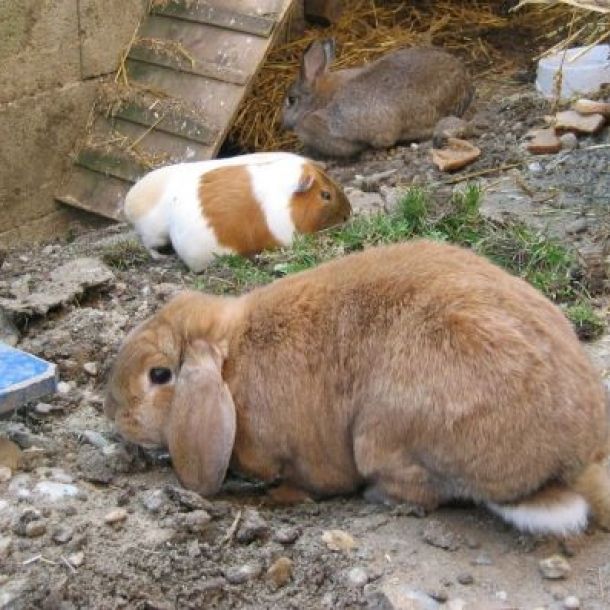 Das Bild zeigt ein braunes Widder-Kaninchen.