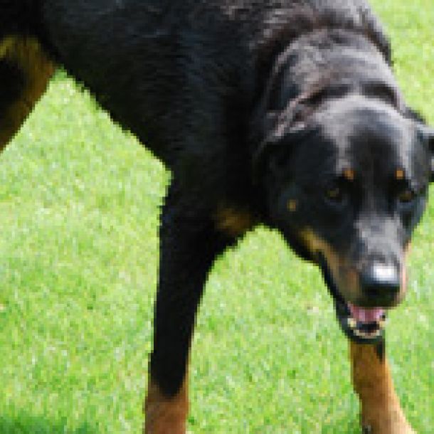 Der Bildschirm eines Laptops zeigt das Bild eines gro&szlig;en schwarz-braunen Hundes (Rasse Beauceron)