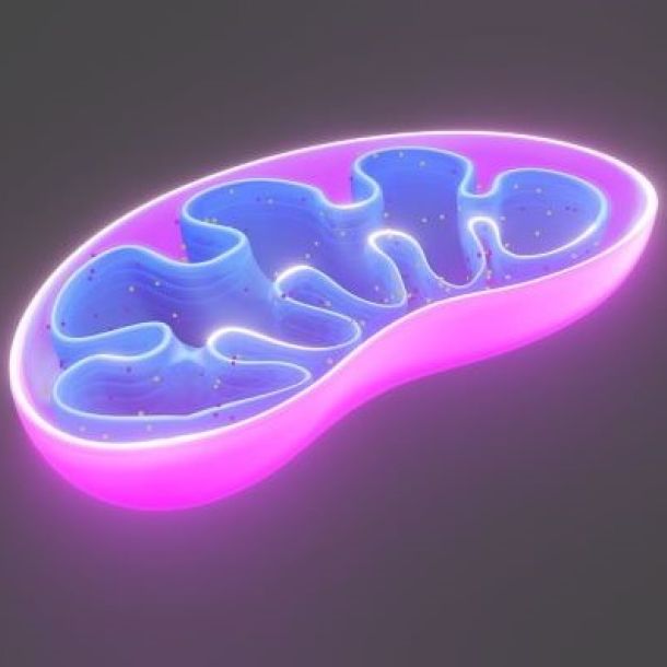 Das Bild zeigt eine Darstellung eines Mitochondriums