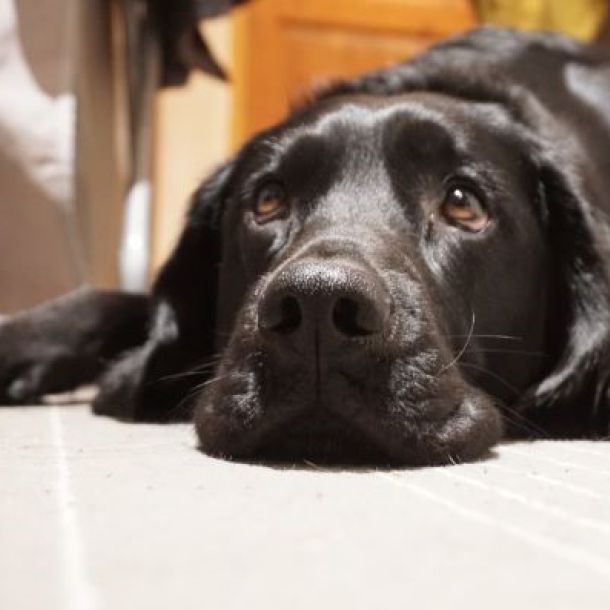 Das Bild zeigt einen schwarzen Labrador