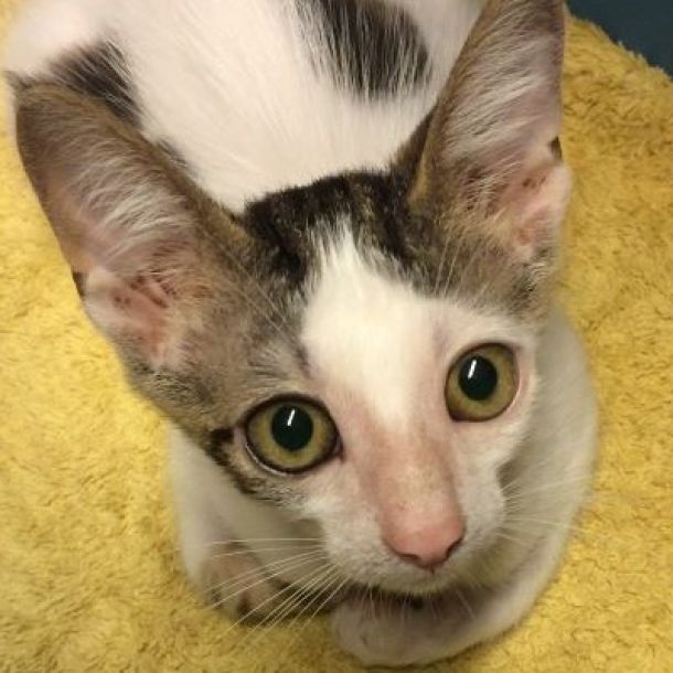 Das Bild zeigt eine &auml;ngstliche Katze