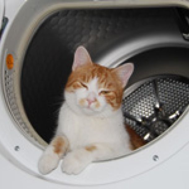 Eine rot-wei&szlig; gefleckte Katze schaut aus einer Waschmaschinentrommel heraus.