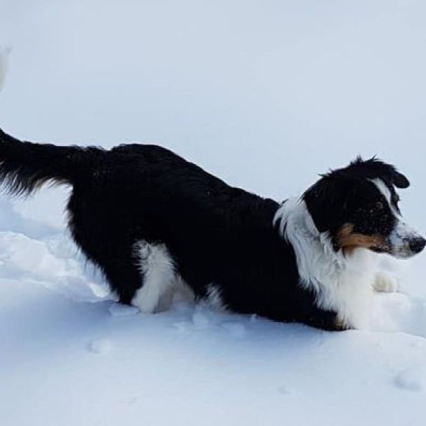 Das Bild zeigt einen Border Collie im Schnee