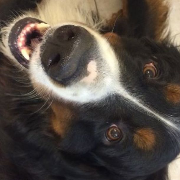 Das Bild zeigt den Kopf eines Berner Sennen-Hundes
