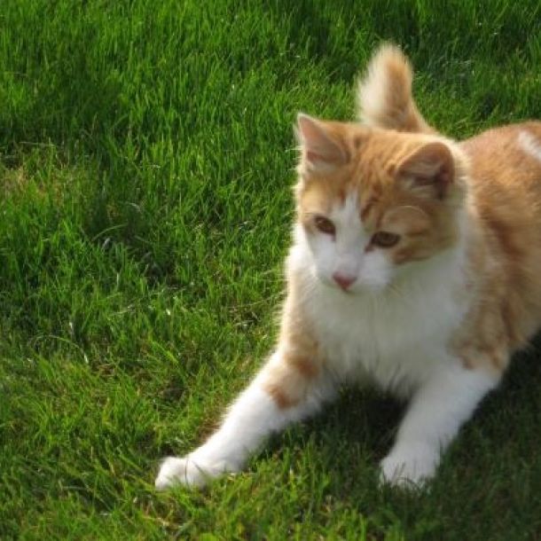 Das Bild zeigt eine rot-wei&szlig;e Katze