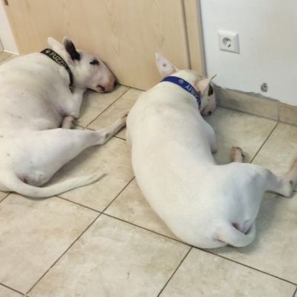 Das Bild zeigt zwei Bullterrier vor der T&uuml;re liegend