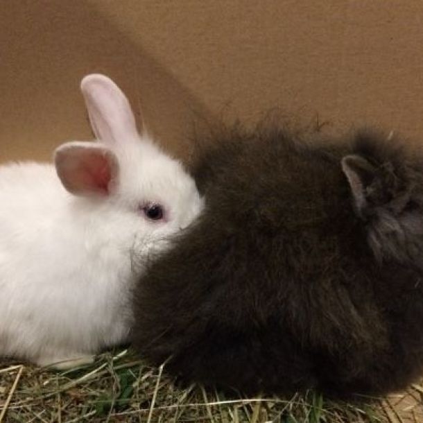 Das Bild zeigt zwei Kaninchen