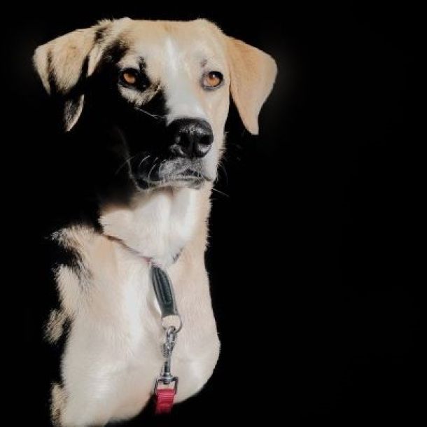 Das Bild zeigt einen beigen Hund vor schwarzem Hintergrund